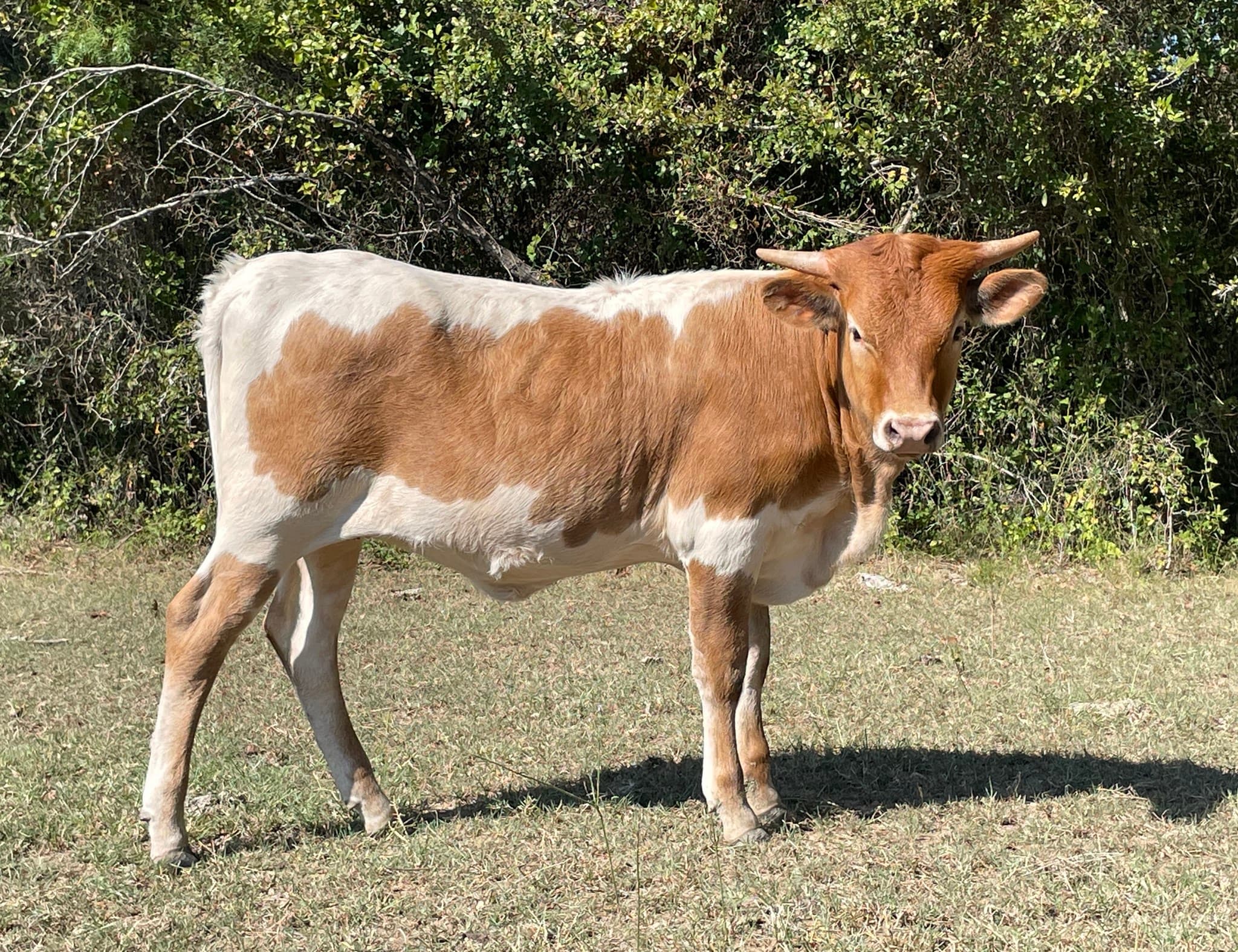 Longhorn calf in a pasture pen before export