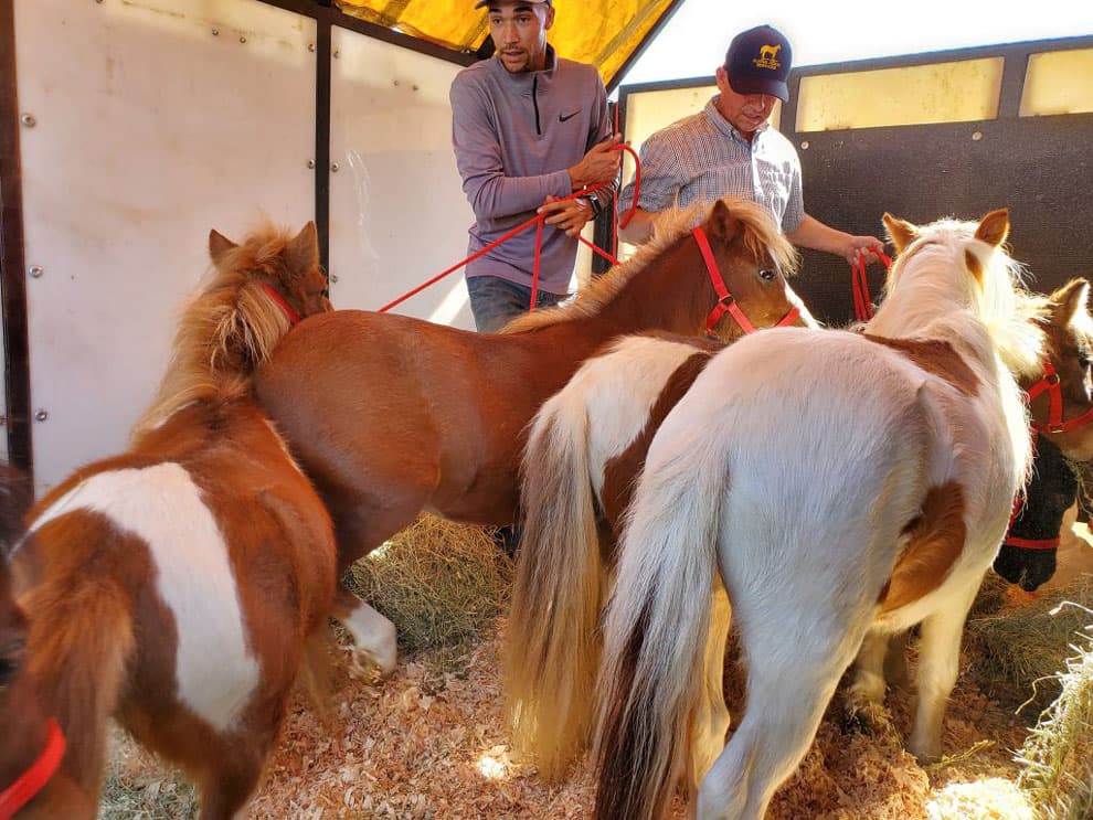 Horses being unloaded from transport on arrival
