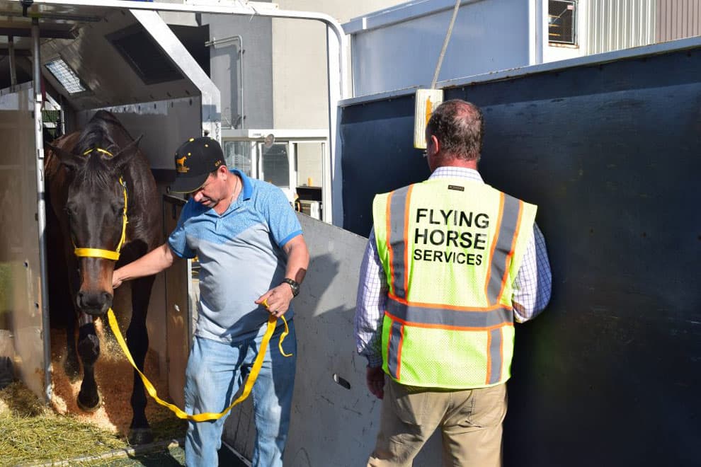 Horses being unloaded from transport on arrival