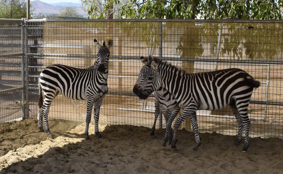 Zebras prepared for international transport