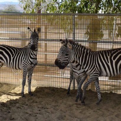Zebras in fenced barn.