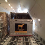 Animal crate inside airplane.