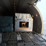 Animal crate inside airplane ready for air travel.
