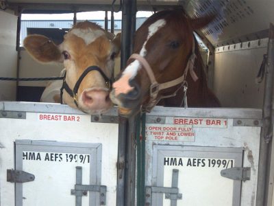 Cow and Horse in a trailer.
